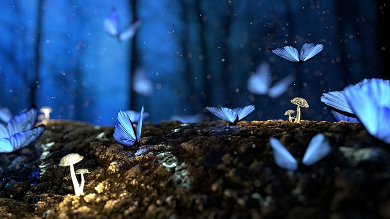 Fairytale Forest Settings